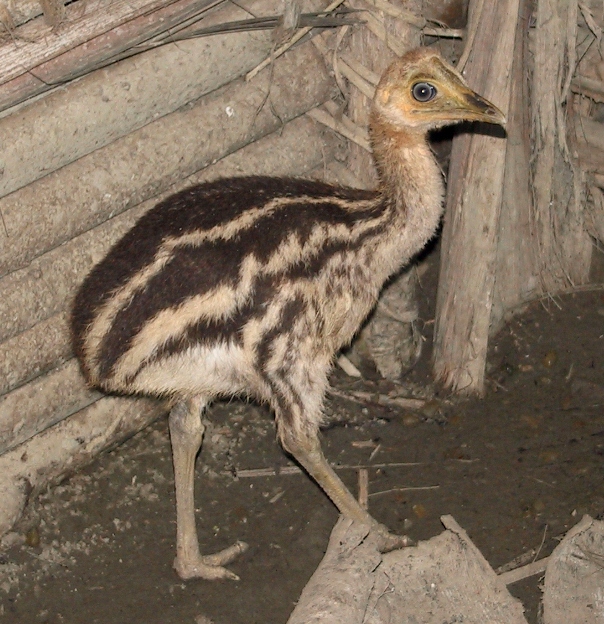 cassowary